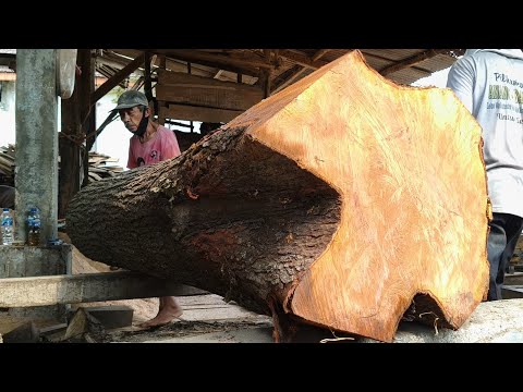 This is the extreme way the grandfather sawed the stump of a large red mahogany tree