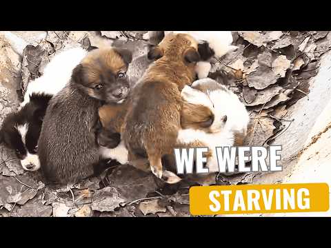 "Mom went out to find food." Stray dog family struggling to survive.