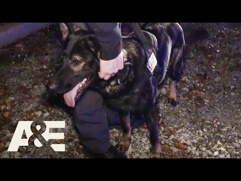 Live PD: Most Viewed K9 Busts | A&E
