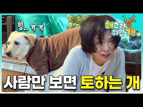 “거의 공황장애 수준이에요” 하루에도 스무 번 넘게 토하는 래브라도 리트리버 │#왜그러냥귀엽개