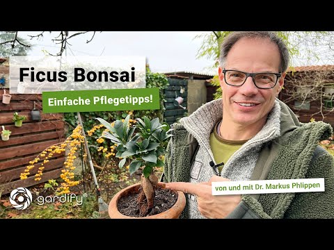 Indoor Bonsai -  Ficus Ginseng richtig pflegen! | gardify Tipps
