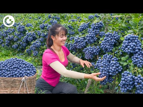 AMAZING Blueberries Industry: Farming & Harvesting Millions of Berries with AI