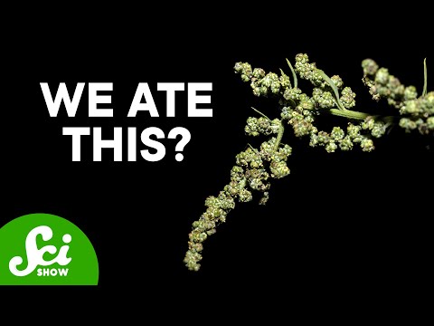 The Ancient Crops We've Forgotten How to Grow