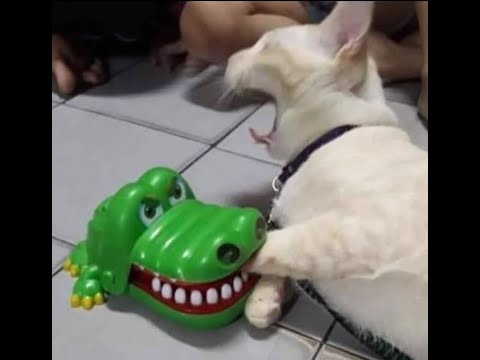 😺 Новые смешные видео с кошками и котятами! 🐈 Улыбнитесь! 😸