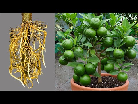 A great way to graft lemon trees cutting faster with aloe vera ! Best Ideas Propagating Lemon Trees