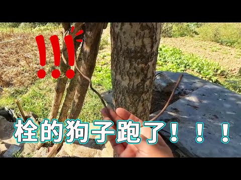 邻居家告诉我栓的狗子跑了！！！究竟是谁跑了，布丁还是果冻？！【天下一场梦】