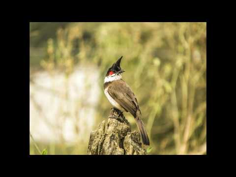 canon SX410 IS review 2(camera test with sample pictures)