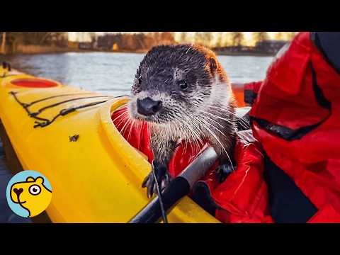 Wild Otter Jumps Into Man's Boat Every Time She Sees Him