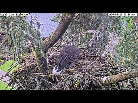Royal Oaks Eagles Nest Live