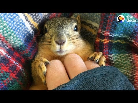 Rescue Squirrel Asks His Parents To Adopt Him - PEANUT | The Dodo
