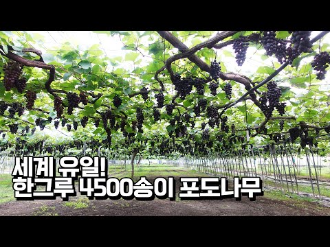 World's Only! How do you grow a grape tree that opens up to 4,500 per tree?