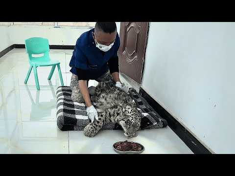 A snow leopard cub that fell from a cliff survived against all odds after 38 days of dedicated care.