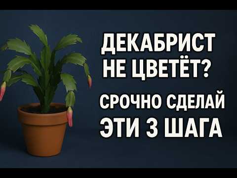 Декабрист не зацвёл? Эти 3 ошибки убивают его каждый год!