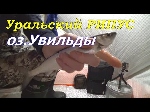 ЛОВЛЯ РИПУСА НА БИСЕР (безнасадка) УРАЛЬСКАЯ СЕЛЁДКА