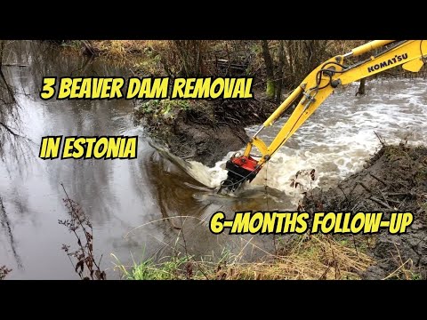 Epic 3 Beaver Dam Removal in Estonia and 6 Month Follow Up!