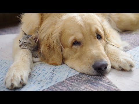 My Golden Retriever Heals a Terrified Rescue Kitten in Just 3 Meetings!