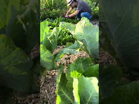 Farm vlog 6: Our largest harvest haul so far