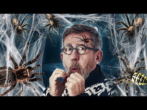 Pourquoi les araignées nous font si peur ?