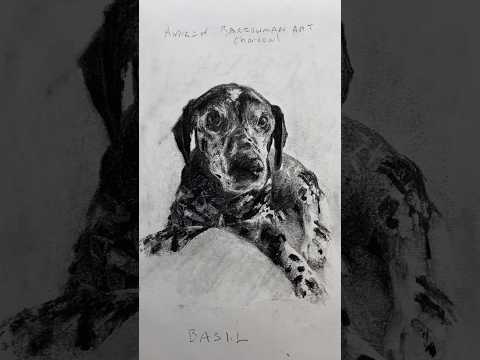 Drawing in charcoal - Basil #drawing #art #charcoaldrawing #charcoalart