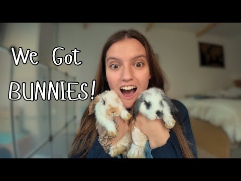 We Got Our Dream Pet Bunny 🐰 | First Time Rabbit Owners
