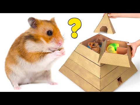 Хомяк пытается пройти 6-ти уровневый лабиринт-пирамиду из картона