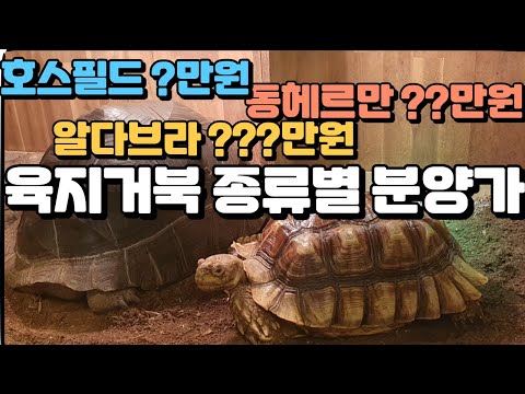 육지거북 분양가 한방에 정리!! 알다브라가 300만원??