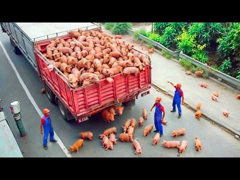 Totale Idioten bei der Arbeit mit der Kamera gefilmt