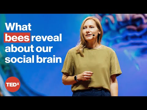 Why studying bees can teach us about human loneliness | Sarah Kocher | TEDxNewEngland