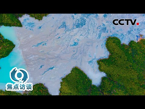 酸化多年的废土重新长出植被，黑臭的入海口再现红树林与候鸟……这些地方，大变样了！| CCTV「焦点访谈」20260422