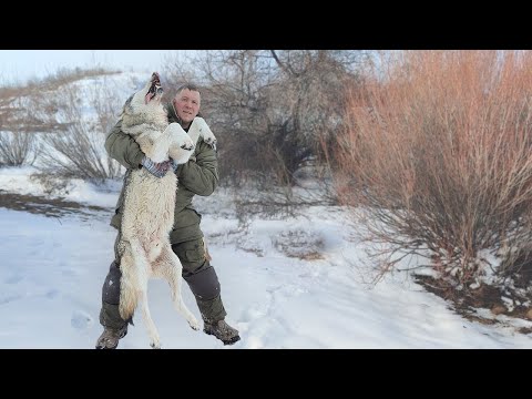 10 лет они резали скот безнаказанно!добыл ОГРОМНОГО волка!, wolf survival,wolf hunt