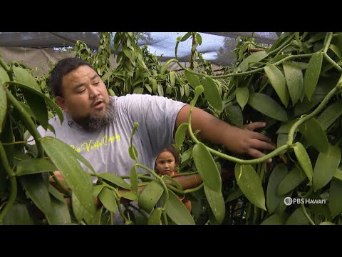 Making Vanilla on the North Shore of Oʻahu | Home is Here | PBS HAWAIʻI
