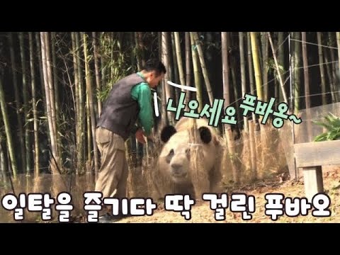 [푸바오의 첫 월담] 푸바오야 거긴 왜 넘어가는 거야!!😵 푸바오의 일탈에 강바오가 출동했어요!!🐼