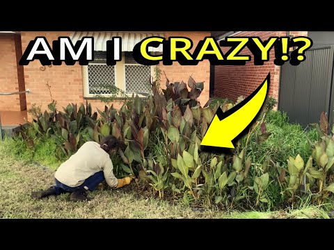 This FREE Garden Rescue Blew Their MINDS!