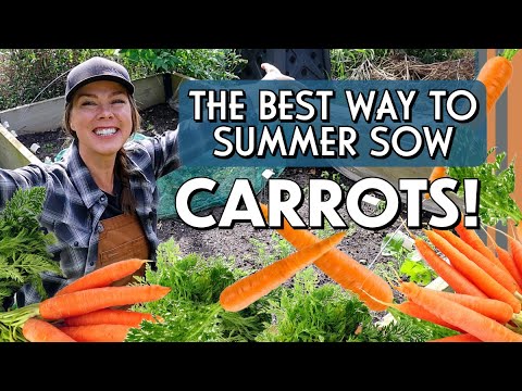 The Best Way to Plant Carrots in Summer (for fall harvest)