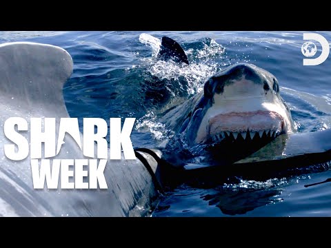 Sharks vs Seal Decoys | Shark Week 🦈 | Discovery