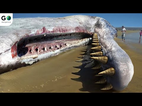 15 MOST DANGEROUS ANIMALS in The World | Explore The World