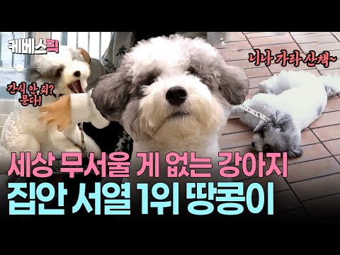 물거나 버티거나🥜주인과 서열이 뒤바뀐 강아지 땅콩이 #개는훌륭하다 ㅣ KBS 251113 방송
