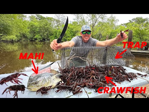How to Trap Thousands of Crawfish using Mahi for Bait! Catch & Cook
