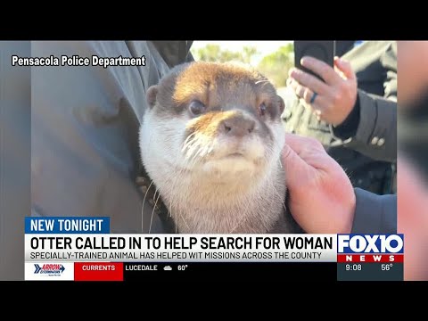 Specially trained otter brought in for search of missing woman in Pensacola