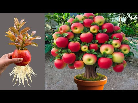 Live 🔴 Super Special Technique for Propagating Apples With Aloe Vera, how to growing apples trees