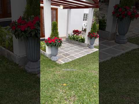 Impatiens e tuia!🌲😍 #christmas #garden