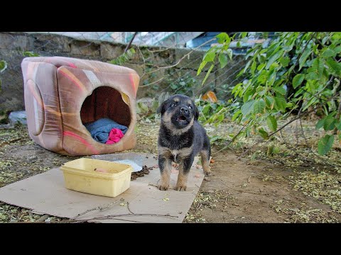 Dumped Tiny Puppy Cried Howled and Called Mom Until Someone Heard Him