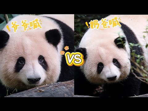 25.10.11 爷爷喊就秒回，奶爸喊就不理人家！花花今天有点双标哦！😂