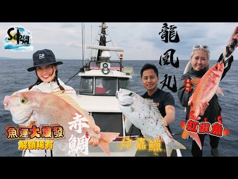沖繩龍凰丸｜Ceci魚運大爆發｜解鎖56cm稀有新魚種｜ 一齊中魚忙到無停手｜#sobear #龍凰丸 #沖繩釣魚 #搖籠 #赤鯛 #4k