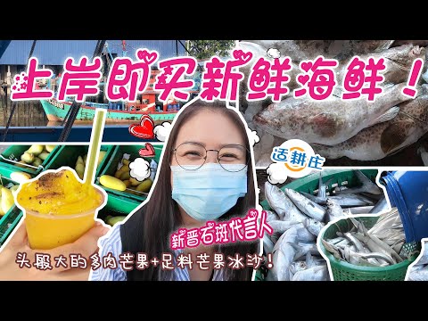 【静晶日记＃109】【適耕庄買漁船上岸新鮮海鮮！頭般大的多肉金龍芒！鱼米之乡适耕庄sekinchan 】