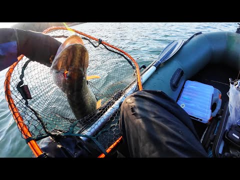 Трофейная щука в декабре