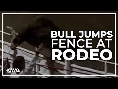 Rodeo bull hops fence at 84th Sisters Rodeo, injures 3 before being captured
