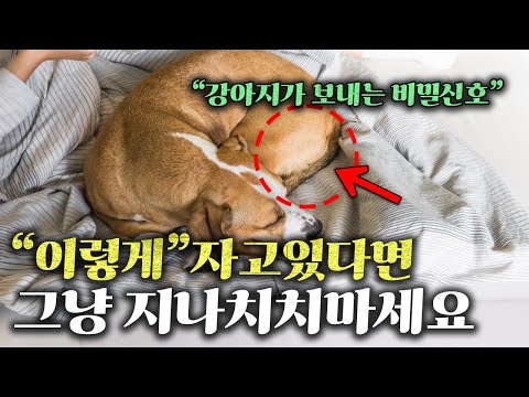 ”우리집 강아지는 왜 이렇게 잘까?” l 강아지 수면자세 별 꼭 알아야 할 내용과 심리상태