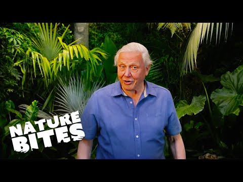 David Attenborough Discovers Bug's BRUTAL Self Defence Mechanism |  Nature Bites