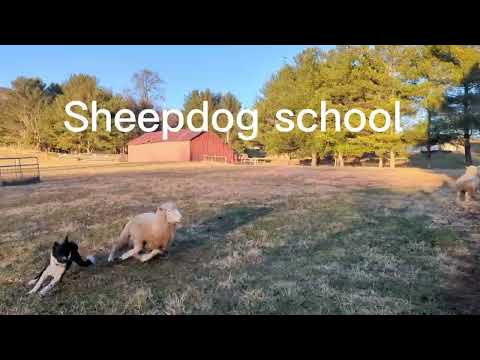 Border Collie’s first sheepdog Clinic(spark notes) 